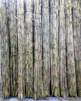 BURSATARIMFidan Hereği ( Bambu Kamışı ) X25'Li Fidan Destek Çubuğu
