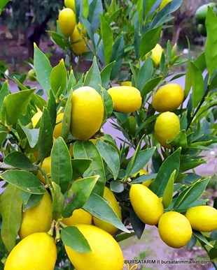 BURSATARIMYetişkin Limequat Limon ( Yeşil Limon ) Fidanı