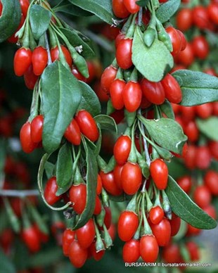 Kırmızı Gojiberry Fidanı ( Gojiberi - Kurt Üzümü )