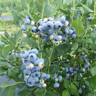 BURSATARIMElizabeth Yaban Mersini Fidanı ( Likapa - Mavi Yemiş ) Blueberry