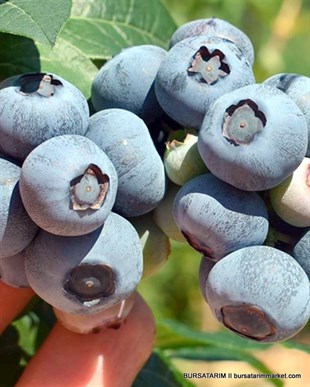 BURSATARIMNelson Yaban Mersini Fidanı ( Likapa - Mavi Yemiş ) Blueberry