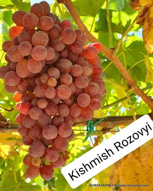 Kishmish Rozovyi Üzüm Fidanı