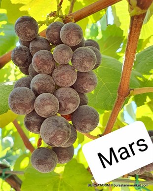 Mars Seedless Üzüm Fidanı 